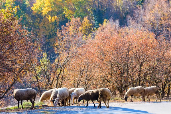 Schafsverkehr auf der Straße zwischen Herbstbäumen — Stockfoto