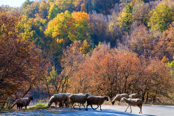 Sonbahar ağaçlar arasındaki yolda trafik koyun — Stok fotoğraf