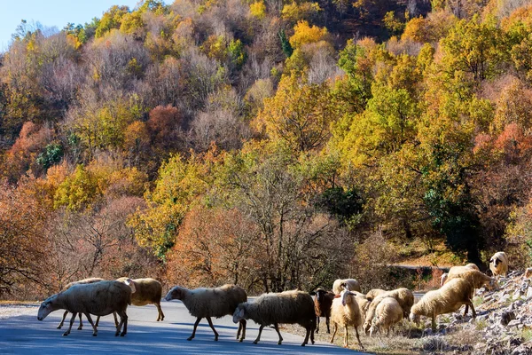 Πρόβατα κυκλοφορίας στο δρόμο που συνδέει το φθινόπωρο τα δέντρα — Φωτογραφία Αρχείου