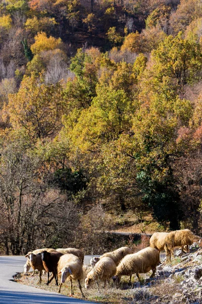 Движение овец на дороге между осенними деревьями — стоковое фото