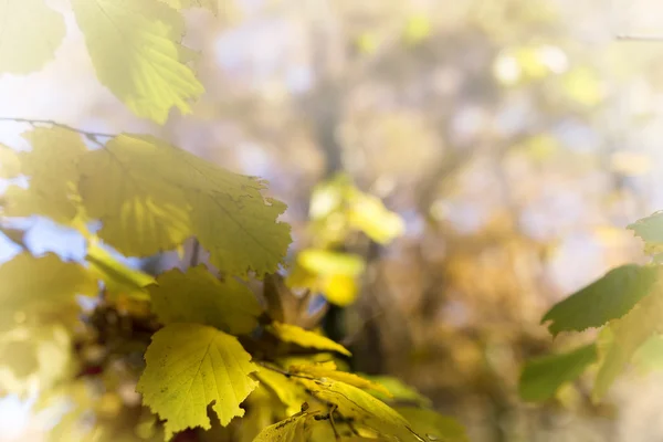 Осінній фон листя. Обробка обраного зображення фокусом — стокове фото