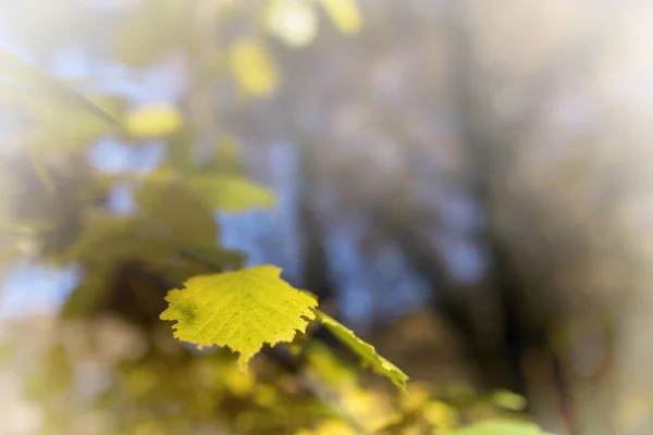 Осінній фон листя. Обробка обраного зображення фокусом — стокове фото