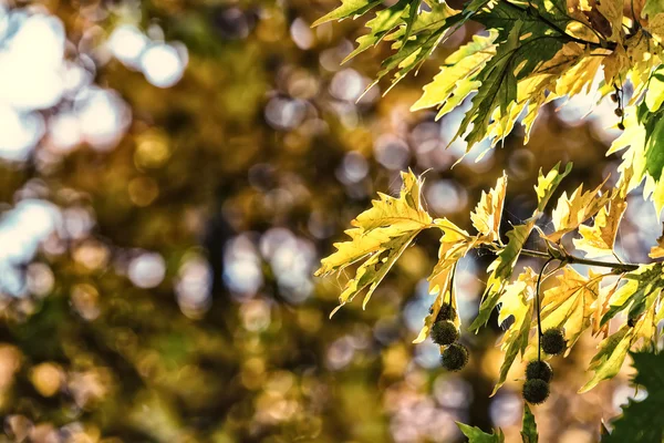 Autumn foliage background (soft focus). Selective focus image cr — Stock Photo, Image