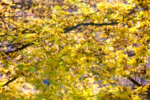 Осінній фон листя (м'який фокус). Вибіркове зображення фокуса cr — стокове фото