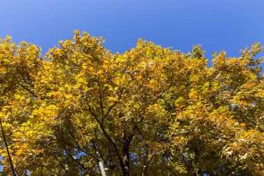 Güneş ışığı turuncu ve sarı sonbahar yaprakları gider