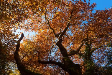 Güneş ışığı turuncu ve sarı sonbahar yaprakları gider