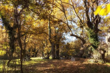 Ormanın içinde yapraklarla kaplı piknik masası
