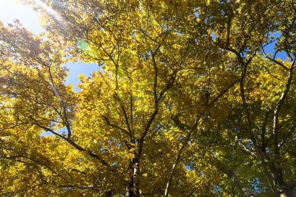 La lumière du soleil traverse les feuilles orange et jaune d'automne — Photo