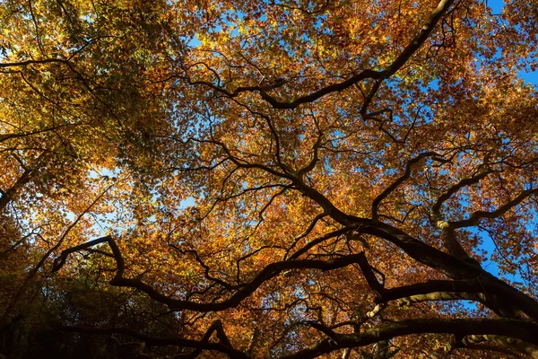 Сонячне світло проходить через осіннє оранжеве і жовте листя — стокове фото