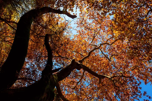 Сонячне світло проходить через осіннє оранжеве і жовте листя — стокове фото