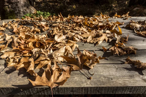 Herbstlaub auf rustikalem Holztisch mit dem Wald im Hintergrund — Stockfoto