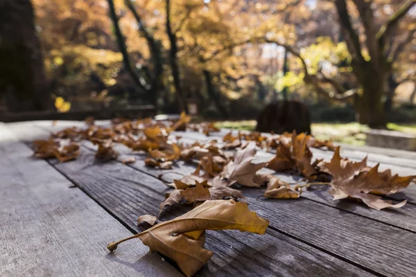 Folhas de queda na mesa de madeira rústica com a floresta no backgr — Fotografia de Stock