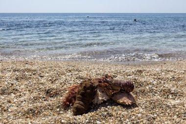 Kum üzerinde farklı ıstakoz. Yaz plaj arka plan.