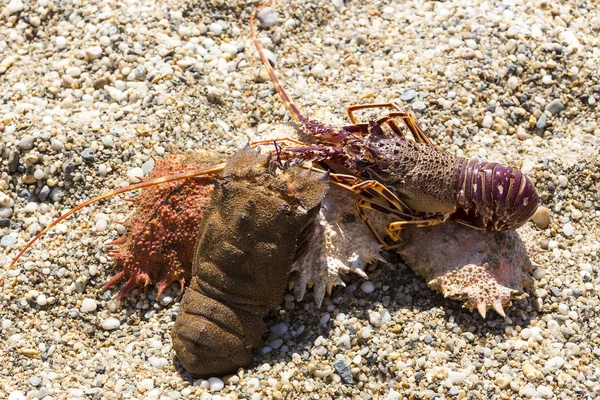 Different lobster on sand. Summer beach background. — Stock Photo, Image