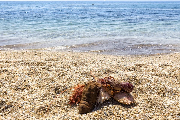 Different lobster on sand. Summer beach background. — Stock Photo, Image