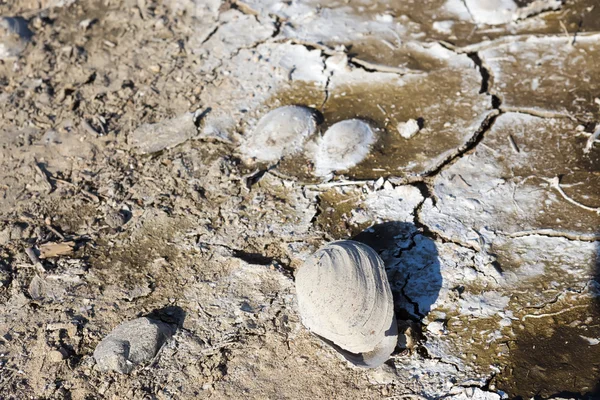 Dry lake bed with natural texture of cracked clay in perspective — Stock Photo, Image