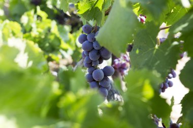 Demet kırmızı şarap üzüm şarabı geç öğleden sonra asılı