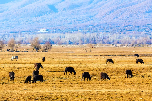 Buffalo mangiare vicino al lago Kerkini in Grecia — Foto Stock