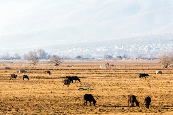 Buffalo mangiare vicino al lago Kerkini in Grecia — Foto Stock