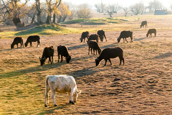 Búfalos comiendo cerca del lago Kerkini en Grecia — Foto de Stock