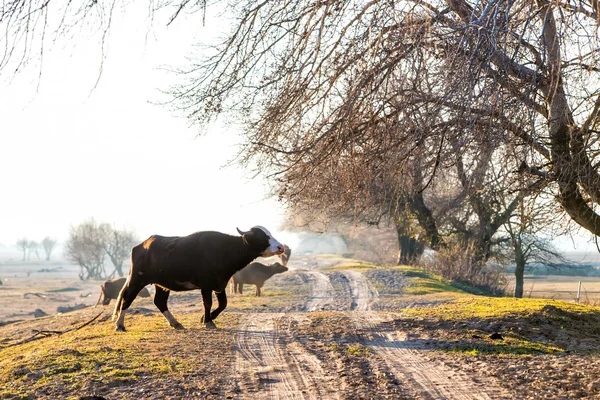 Buffaloes cruzando la carretera cerca del lago Kerkini en Grecia — Foto de Stock