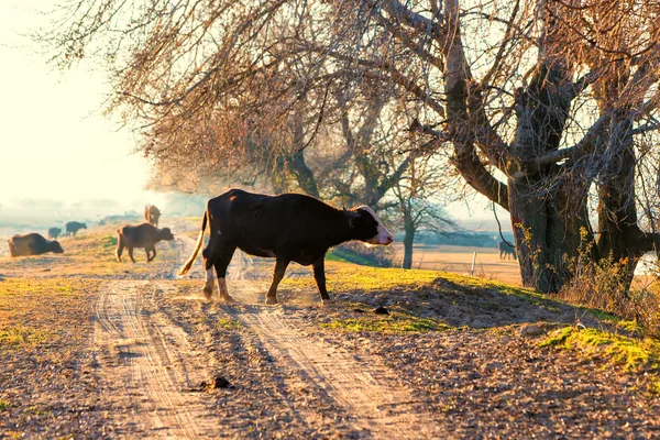 Buffaloes cruzando la carretera cerca del lago Kerkini en Grecia — Foto de Stock