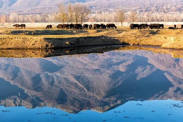 Buffalo mangiare vicino al lago Kerkini in Grecia — Foto Stock