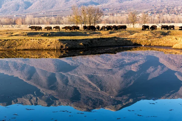 Buffalo mangiare vicino al lago Kerkini in Grecia — Foto Stock