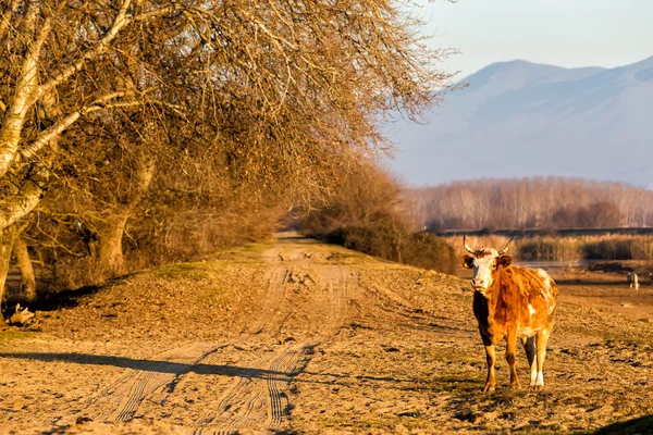 水牛站在希腊的凯尔基尼湖附近道路 — 图库照片