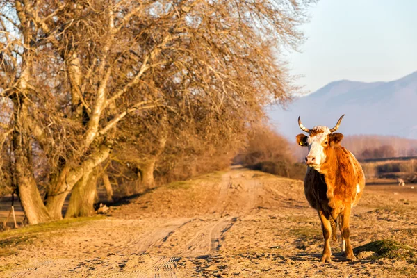 Buffalo in piedi sulla strada vicino al lago Kerkini in Grecia — Foto Stock