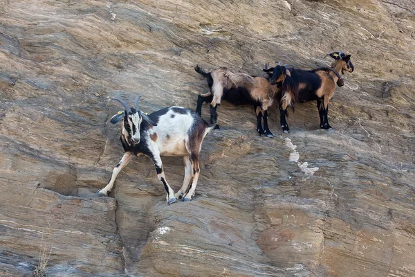 Owce z rogami, wspinaczka na góry nad plażą Agia Theodoti I — Zdjęcie stockowe