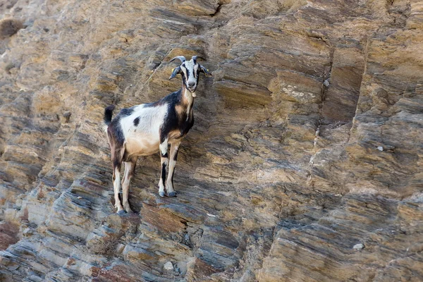 Moutons avec cornes grimpant sur la montagne sur la plage d'Agia Theodoti I — Photo