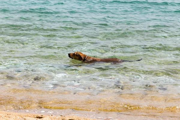 The dog in the water, swim, splash — Stock Photo, Image