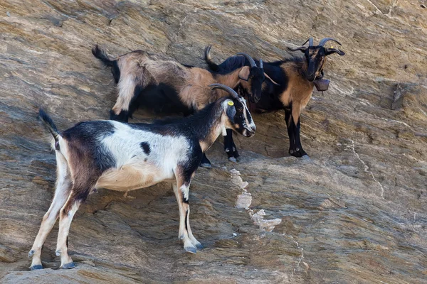 Moutons avec cornes grimpant sur la montagne sur la plage d'Agia Theodoti I — Photo