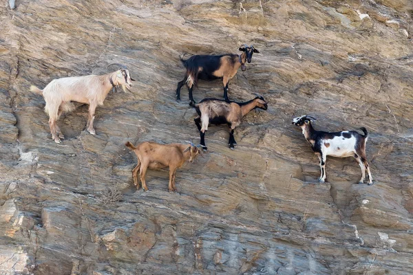 Sheep with horns climbing on mountain over Agia Theodoti beach I — Stock Photo, Image