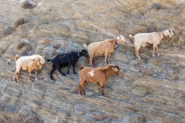 Koyun boynuzlu tırmanma dağda Agia Theodoti sahil boyunca ben