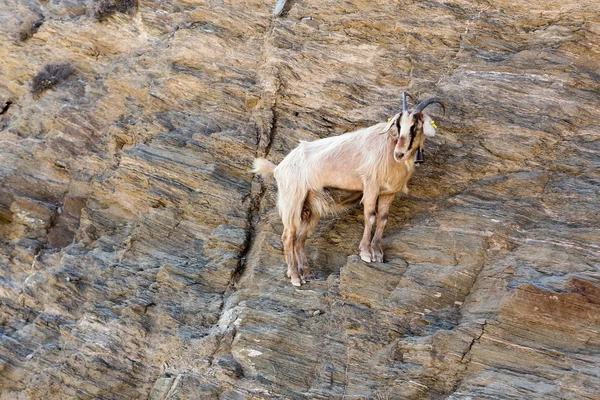 Ovce s rohy, lezení na horu nad Agia Theogoti jsem — Stock fotografie