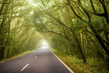 Garajonay park La Gomera Adası