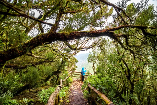 Parque Garajonay na ilha de La Gomera — Fotografia de Stock