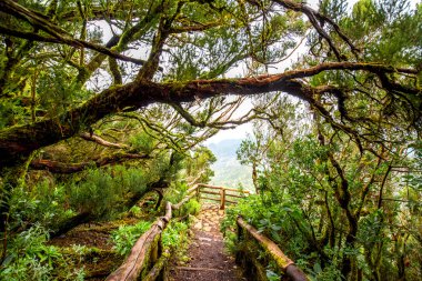 Garajonay park La Gomera Adası