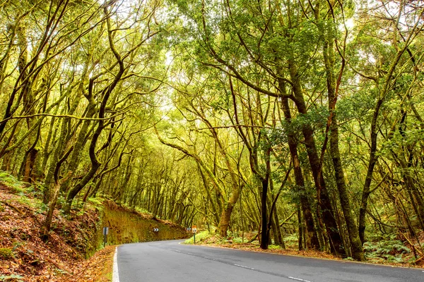 Carretera forestal en la isla de La Gomera — Foto de Stock