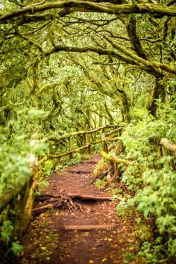 Garajonay park La Gomera Adası