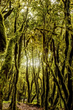 La Gomera adada herdem yeşil orman