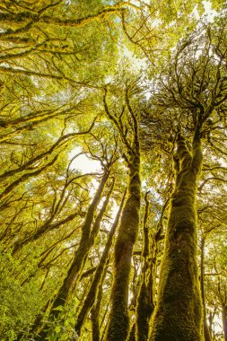 La Gomera adada herdem yeşil orman