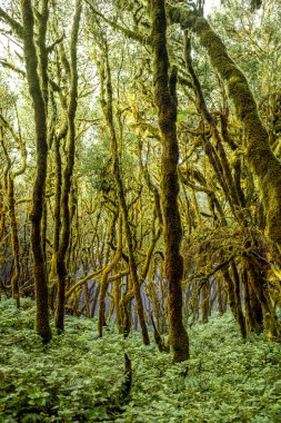 La Gomera adada herdem yeşil orman