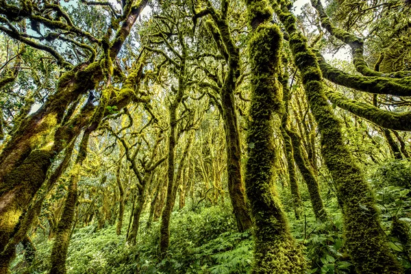 ラ ・ ゴメラ島の常緑樹林 — ストック写真