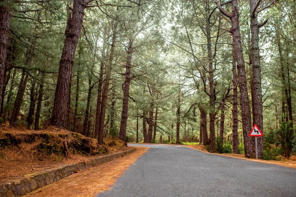 Camino en el bosque de pinos — Foto de Stock