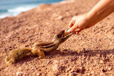 Mağribi sincap besleme