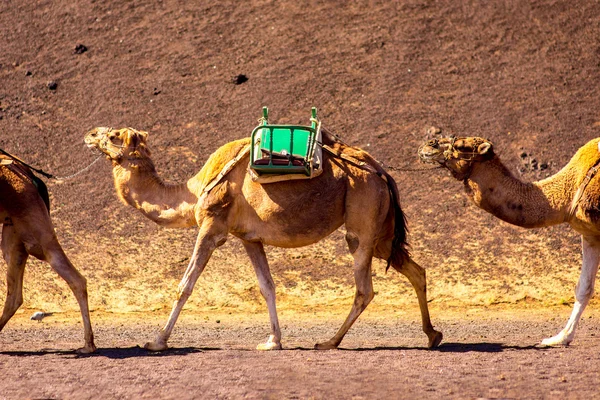 Camelos no parque Timanfaya na ilha de Lanzarote — Fotografia de Stock