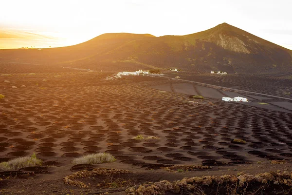 Volcanic vineyard with vineholes — Stock Photo, Image